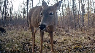 Deer, Turkey, Coyote, and Fisher...March 1-12