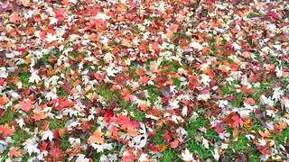 Why You Should Not Rake Those Fall Leaves