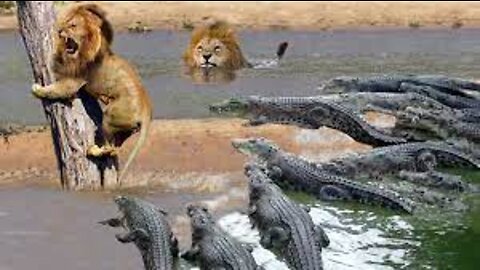 Horrible...Crocodile bit off a lion's tail when it tried to swim across the river. Lion vs Crocodile