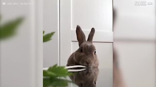 L'adorabile coniglietto divora verdura!