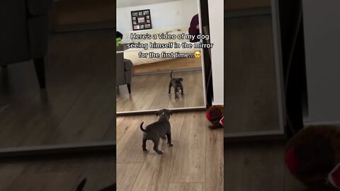 Dog sees himself in mirror for first time - Dogs of Tiktok #shorts