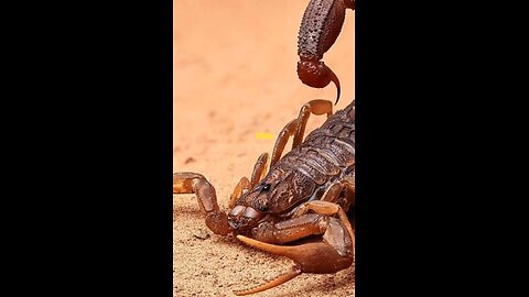 Scorpion's Trivia 🦂🦂🦂