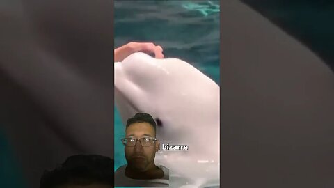 Beluga whales squishy head #viral #funny #science