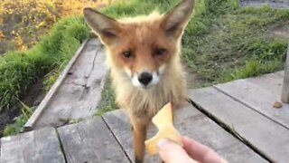 Ce renard rend visite à des touristes pour le goûter