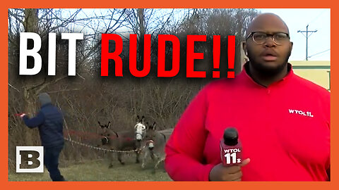 Bit Rude, Innit?! Weatherman Stunned as Three Donkeys Crash Live Shot