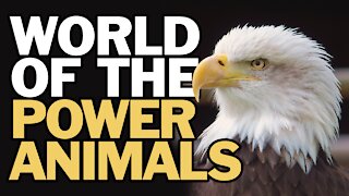 The World of Power Animals