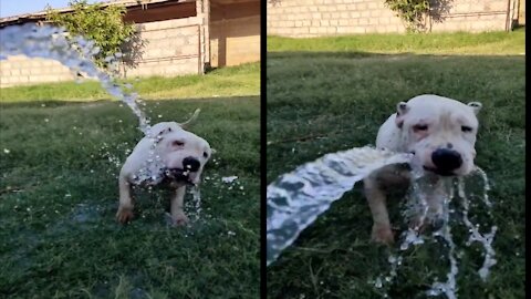 Cute Dog aggressively trying to drink water from Garden Pipe