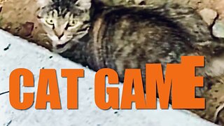 Cat Game!