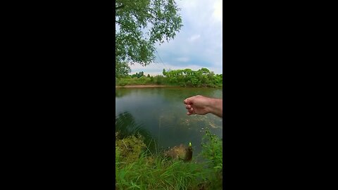 Pumpkinseed Sunfish INHALING The Chartreuse Shad Power Minnow! #shorts #fishingshorts