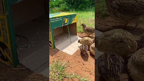 amazing creative quail trap using cardboard box #shorts #diy_creative