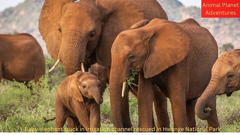 Baby elephant stuck in irrigation channel rescued in Hwange National Park