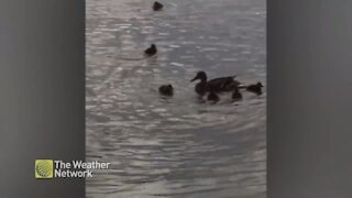 Mother duck shows her babies how to search for food