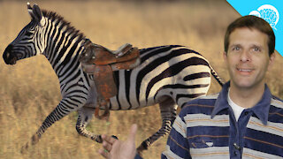 BrainStuff: Why Don't Humans Ride Zebras?