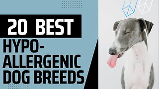 Best Dog breeds for People with Allergies.