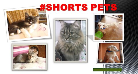 GATINHO FOFINHO | CUTE KITTEN #Shorts