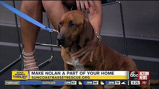 Rescues in Action April 14 | Nolan needs "fur"-ever home