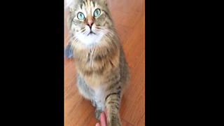 Cute kitten shows his "inner dog" - shakes paw!