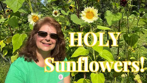 From Seed to Splendor: Witness the Sunflower Journey // Gardening at the Simongetti North