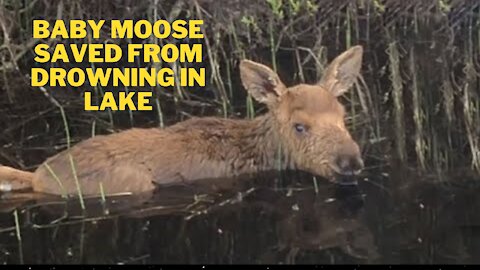 Baby Moose Saved From Drowning