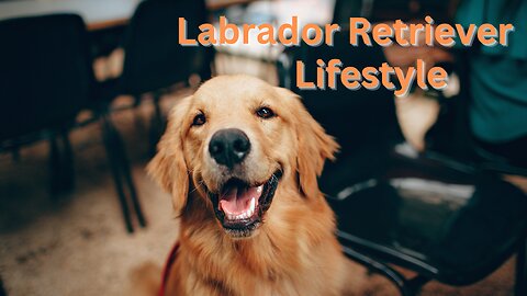 Labrador Retriever Lifestyle | LABRADOR RETRIEVER - ALL About This Popular Breed