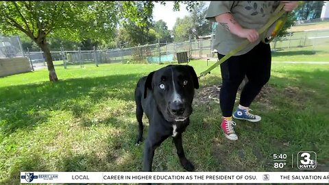 Nebraska Humane Society urges paw protection during extreme heat