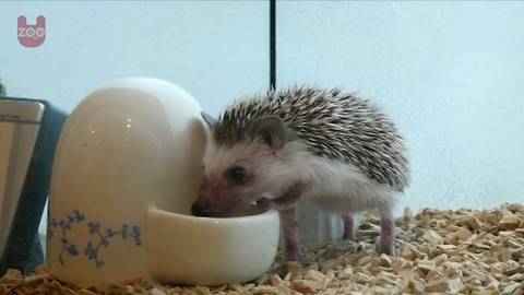 Japanese Hedgehog Cafe