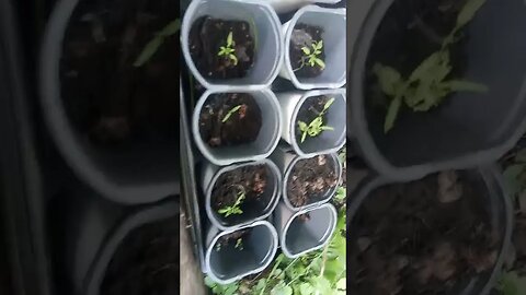 start more than ten tomato 🍅 plants with one tomato