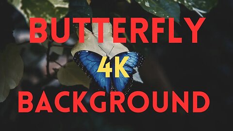 BUTTERFLY BACKGROUND || 4K