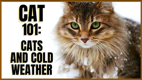 Cats and Cold Weather