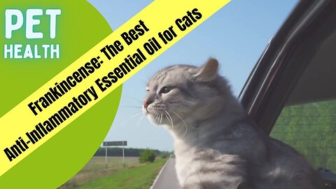 Pet Health - Frankincense: The Best Anti-Inflammatory Essential Oil for Cats