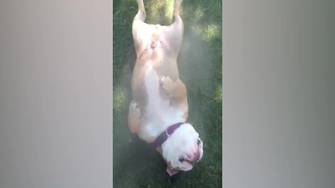 A Bulldog Dog Rolls Over And Plays Head Whenever He Is Sprayed With A Mister