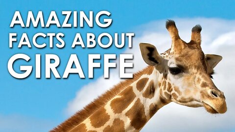 AMAZING FACTS ABOUT GIRAFFE | GIRAFFE FACTS | GIRAFFE | ANIMAL | NATURE