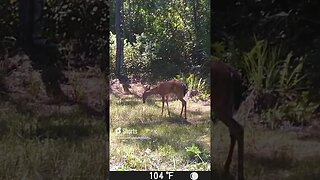 deer on Trail Camera