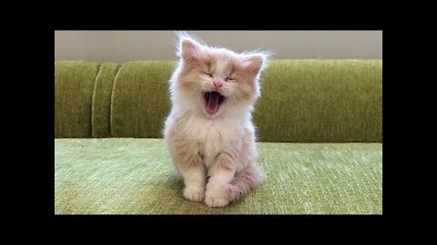 OMG Super Cute Best Funny Cats and Dogs Compilation #1
