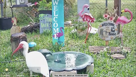 Visitor Ibis at the Bird Bath