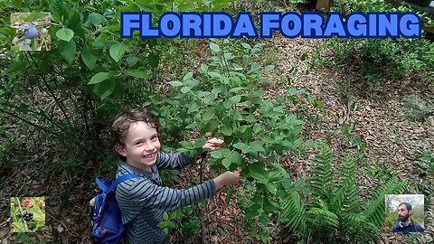 Naturevore: FLORIDA FORAGING Walk #29 (Apr. 30): Blueberry, Dangleberry, Blackberry, Grape, & More!