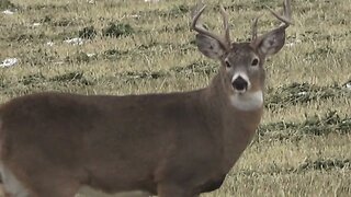 A Thing of Beauty! Whitetail buck!
