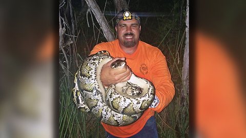 Florida Snake Hunter Catches Deadly Pythons With Bare Hands