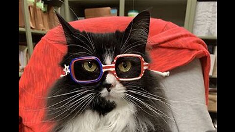Cat Wearing Glasses 👓😂 || Funny Video || Must Watch It ||