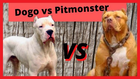 PIT MONSTER VS DOGO ARGENTINO - Which is the strongest dog??