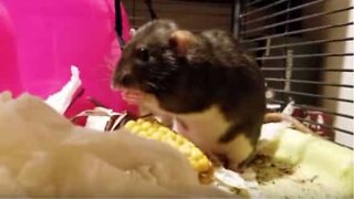 Un rat maniéré utilise une serviette en papier pendant son repas