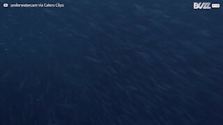 Baleia-jubarte quase engole mergulhador!