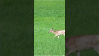 deer in the Field