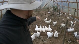 Make a living homesteading