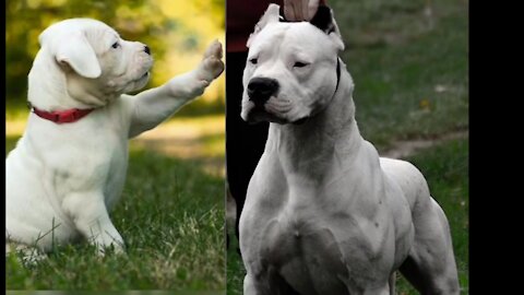 Dogo Argentino _ Dangerous Breed 🔥 #dog | cutest overloaded |