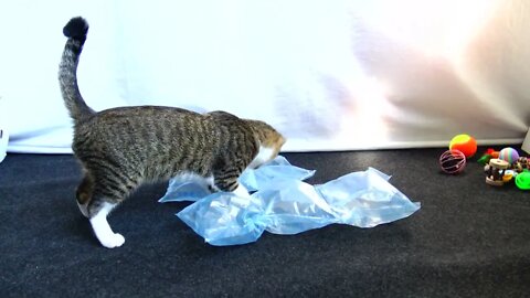 Kitten Rudolph Plays with Plastic Bag