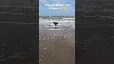 The ocean 🌊 stole my dog ball 😭