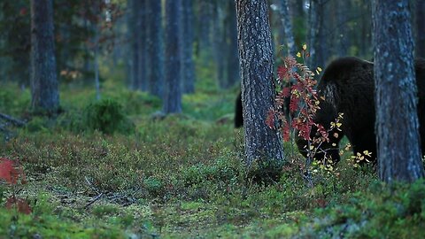 Finland Brown Bear 1080p HD Video