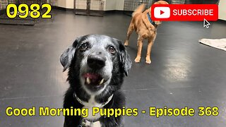 [0982] GOOD MORNING PUPPIES - EPISODE 368 [#dogs #doggos #doggos #puppies #dogdaycare]