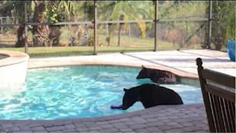 Deux oursons profitent d'une piscine en Floride